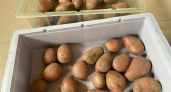 Россиян оставляют без "второго хлеба": за посадку картофеля на даче будут безжалостно штрафовать